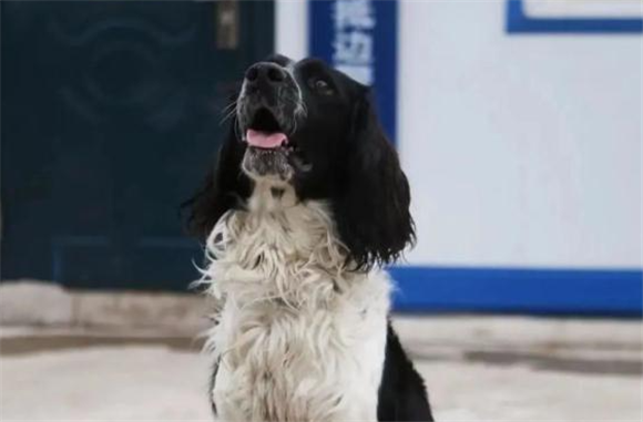 这15条警犬成为国家移民管理局首批“功勋犬” 这15条警犬成为国家移民管理局首批“功勋犬”
