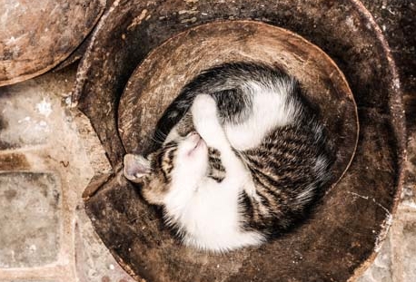 四蹄踏雪猫为什么贵?品相看着可爱 四蹄踏雪猫为什么贵?品相看着可爱