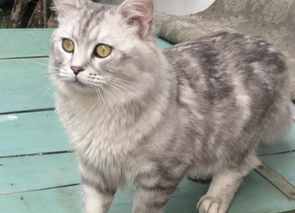 猫咪返祖什么意思 猫咪返祖现象你懂了吗