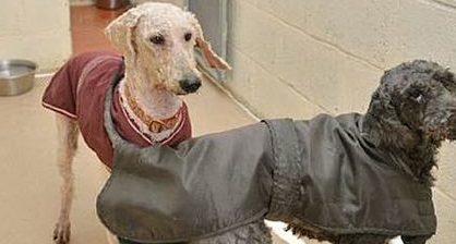 铲屎官面对大型爱犬沉重的“投怀送抱”,欲哭无泪 铲屎官面对大型爱犬沉重的“投怀送抱”,欲哭无泪