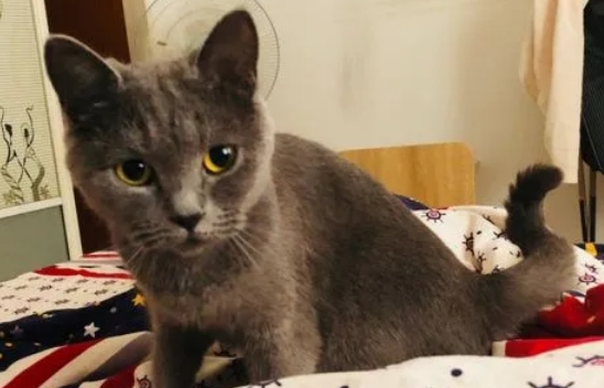 土猫和蓝猫杂交图片