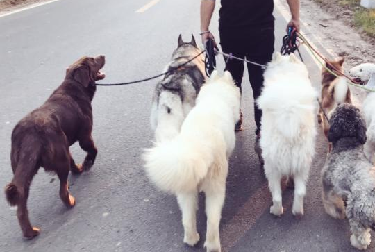宠物犬心理调整师:狗狗行为问题七成在于主人 宠物犬心理调整师:狗狗行为问题七成在于主人