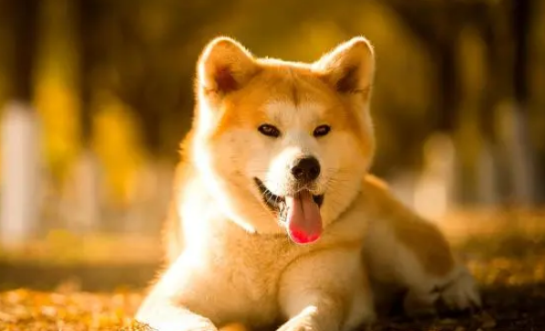 柴犬现在多少钱?
