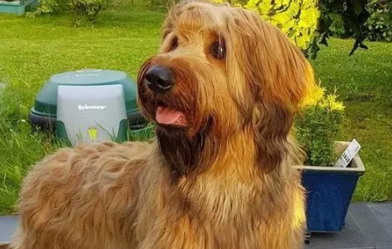 伯瑞犬的形态特征:毛发自然下垂呈波浪状 伯瑞犬的形态特征:毛发自然下垂呈波浪状