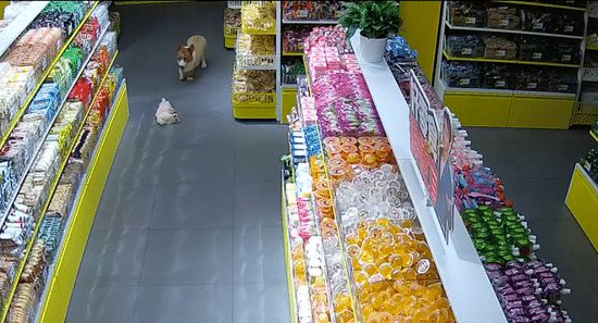 小型犬被柯基从身上跨过去后,瞬间倒地不动了,活生生被吓死了! 小型犬被柯基从身上跨过去后,瞬间倒地不动了,活生生被吓死了!