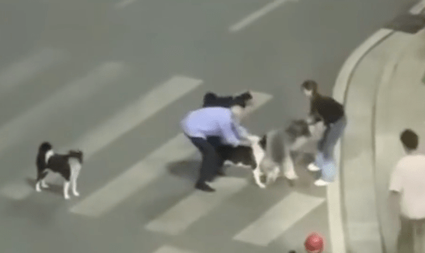 老人遛3只狗都没拴绳，把同样遛狗的女生和狗咬伤，事后拒绝赔偿