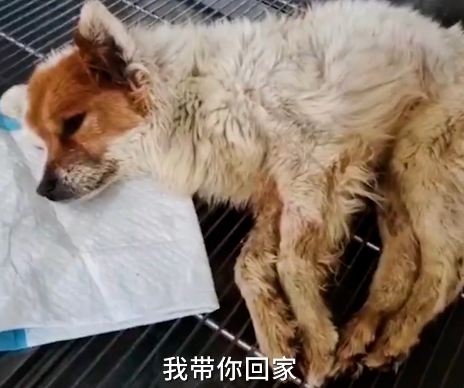 主人去世,哈士奇在墓碑前哭到抽搐,正当感动时… 主人去世,哈士奇在墓碑前哭到抽搐,正当感动时…