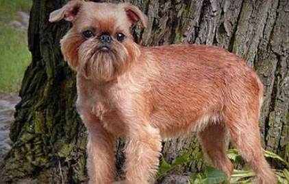 布鲁塞尔粗毛猎犬吃什么狗粮好?营养要全面 布鲁塞尔粗毛猎犬吃什么狗粮好?营养要全面