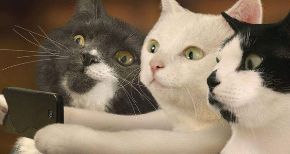 猫咪生病了被主人送医院看病,抵触打针,但是吃药的过程很享受! 猫咪生病了被主人送医院看病,抵触打针,但是吃药的过程很享受!