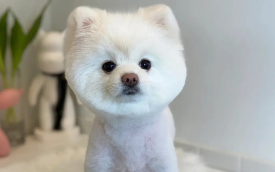 每只博美都有心脏病吗
