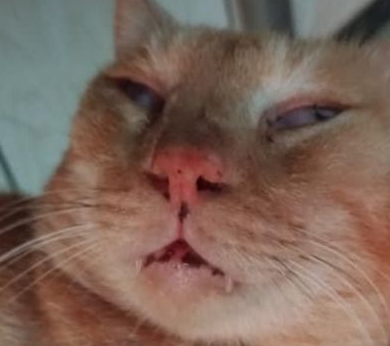 我家猫的睡相太丑了,丑到想哭! 我家猫的睡相太丑了,丑到想哭!