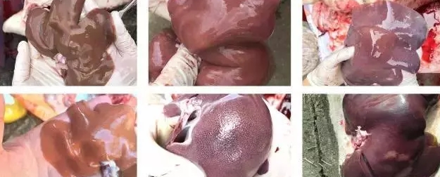 我不是药神,只是高端免疫抑制类调理品 我不是药神,只是高端免疫抑制类调理品