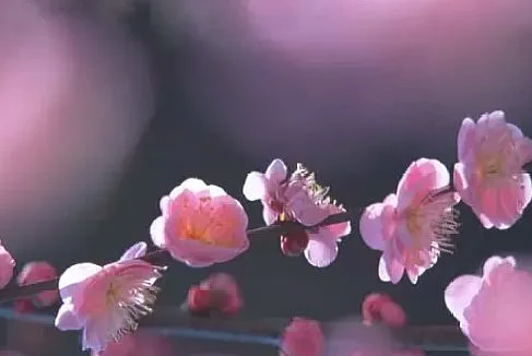 梅花有什么精神 梅花有什么精神