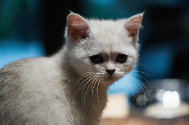 猫咪为什么不愿意被你摸爪子|答案如下 猫咪为什么不愿意被你摸爪子|答案如下