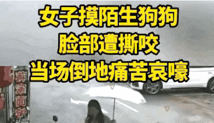 狗主罚款引争议：探讨宠物主人责任与社区安全之间的平衡点