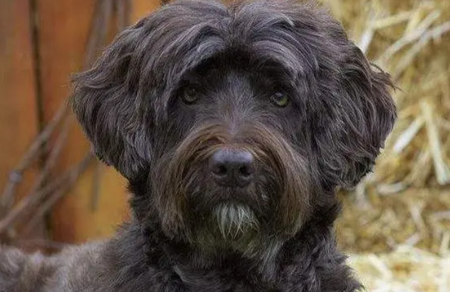 葡萄牙水犬怎么养 该犬生命力顽强 葡萄牙水犬怎么养 该犬生命力顽强