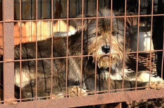 就把你关在地下室的笼子里 就把你关在地下室的笼子里