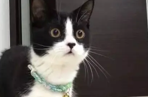 为什么奶牛猫买的人少 为什么奶牛猫买的人少