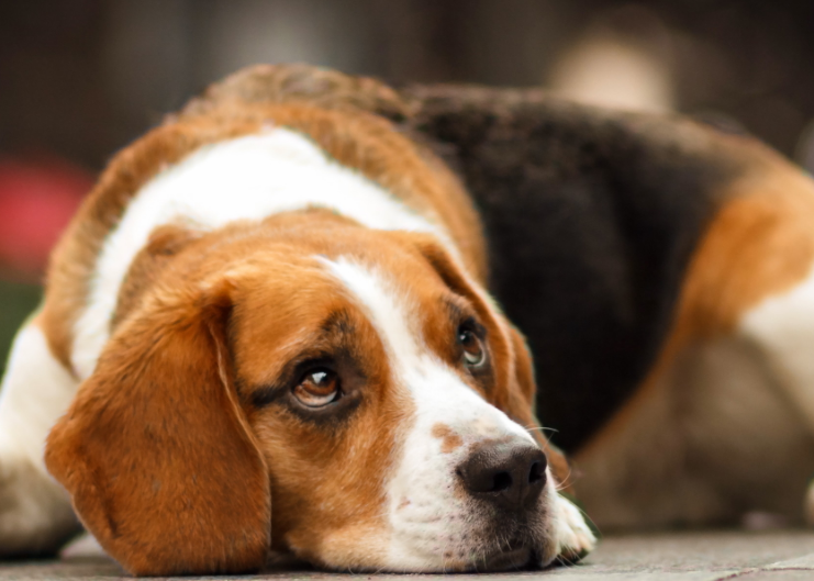 禁止用比格犬做实验 禁止用比格犬做实验