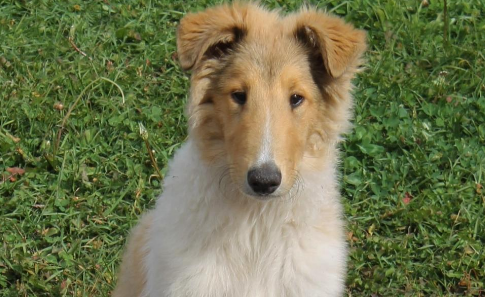 敬业的牧羊犬:双眼几乎全盲 依然每天放牧210只羊 敬业的牧羊犬:双眼几乎全盲 依然每天放牧210只羊