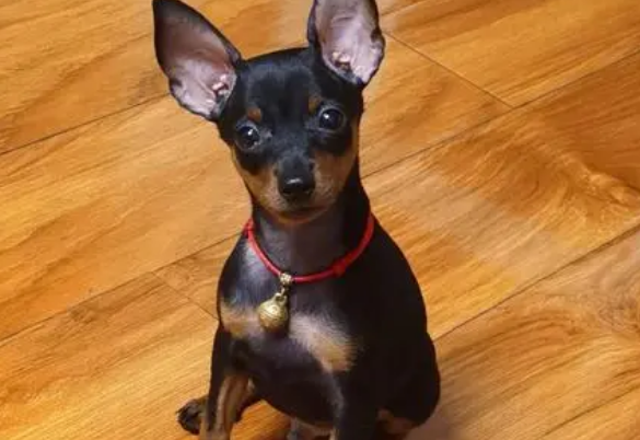 当初为了防油耗子，司机养了只小鹿犬，这一养便是六年的朝夕相处 
