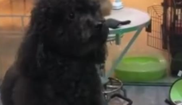 能屈能伸的狗子！狗仗人势的典范，网友：做狗留一线，日后好相见