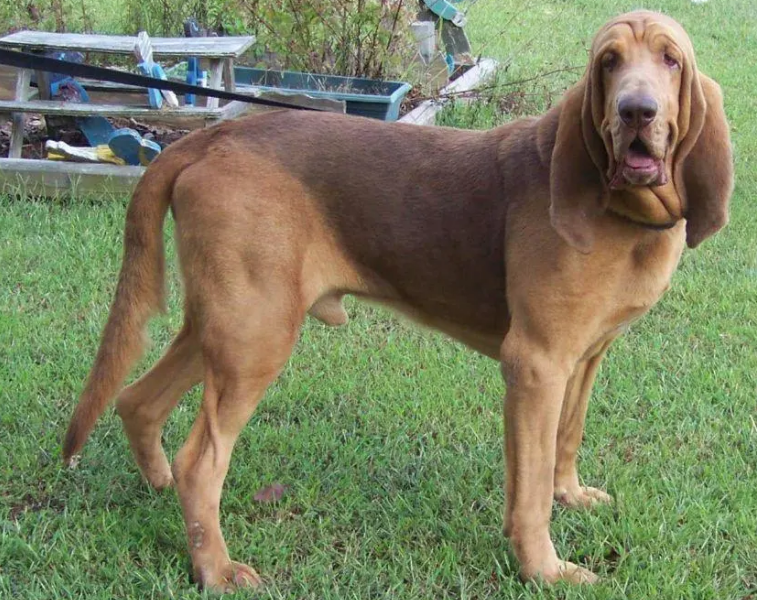 寻血猎犬的日常护理,护理起来比较简单 寻血猎犬的日常护理,护理起来比较简单