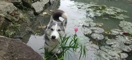 主人想帮二哈在河边拍张美照，结果下一秒……