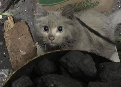 田园猫每天把自己弄得脏兮兮，主人却不生气，因为它长得太好看 