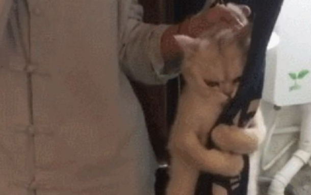 主人欲给猫咪洗澡,猫:我和我最后的倔强,握紧双手绝对不放 主人欲给猫咪洗澡,猫:我和我最后的倔强,握紧双手绝对不放