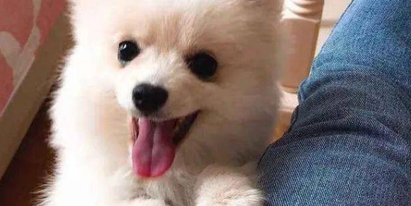 博美为啥老扑主人的脚 博美为啥老扑主人的脚