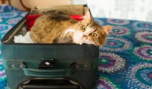 北京邮寄宠物猫用什么快递好
