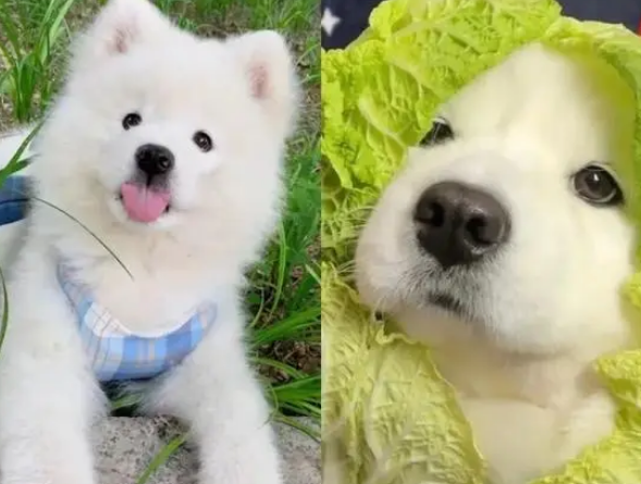 什么是mcn机构