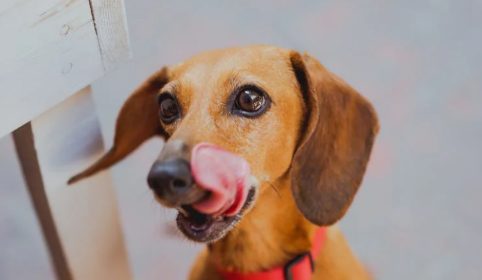 怎样识别纯种马犬 怎样识别纯种马犬