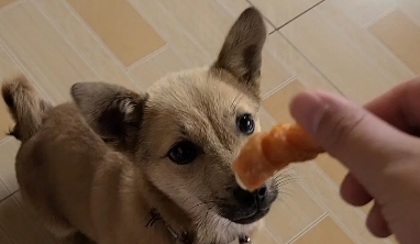 布鲁莱克宠物零食好吗 布鲁莱克宠物零食好吗