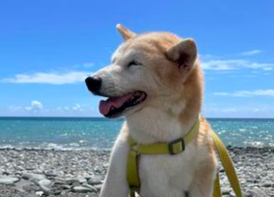 24岁冻龄柴犬爬山超灵活,家人分享独特长寿秘诀... 24岁冻龄柴犬爬山超灵活,家人分享独特长寿秘诀...