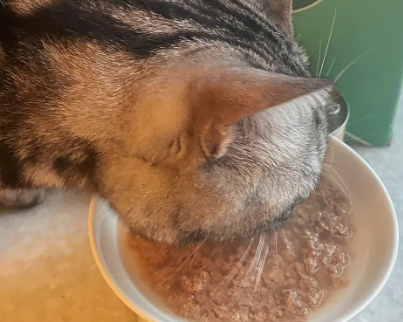 够味居猫罐头：让猫咪享受美味与健康的双重盛宴