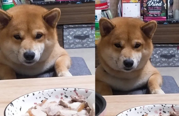 被主人“欺压”已久的柴犬终于翻身做老大了