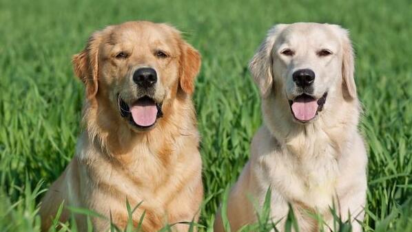 养金毛省心还是拉布拉多省心