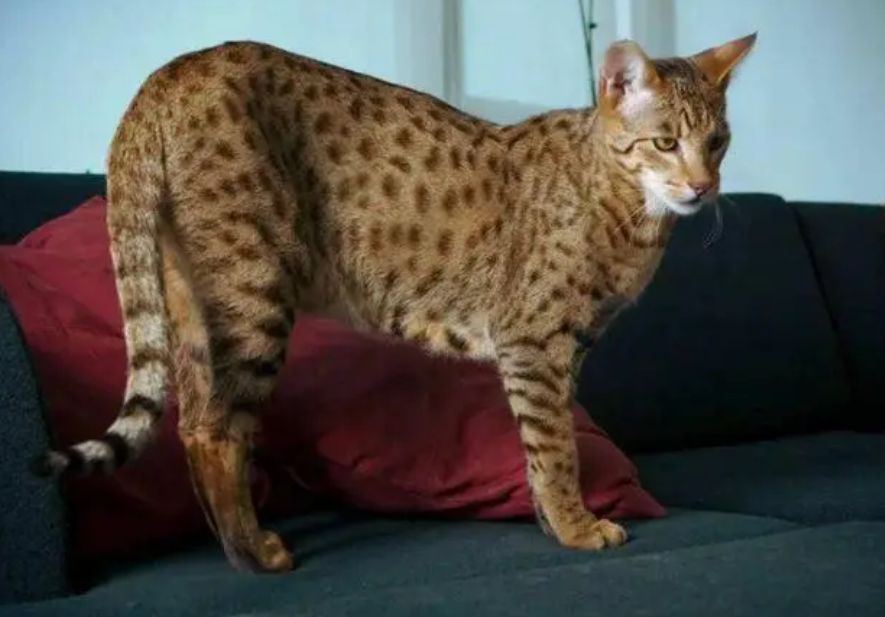 阿瑟拉猫猫价格对比,一起来看看 阿瑟拉猫猫价格对比,一起来看看