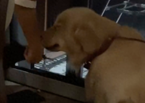 狗狗犯错挨打后一脸悔过表情,下一秒却变脸开心起来 狗狗犯错挨打后一脸悔过表情,下一秒却变脸开心起来