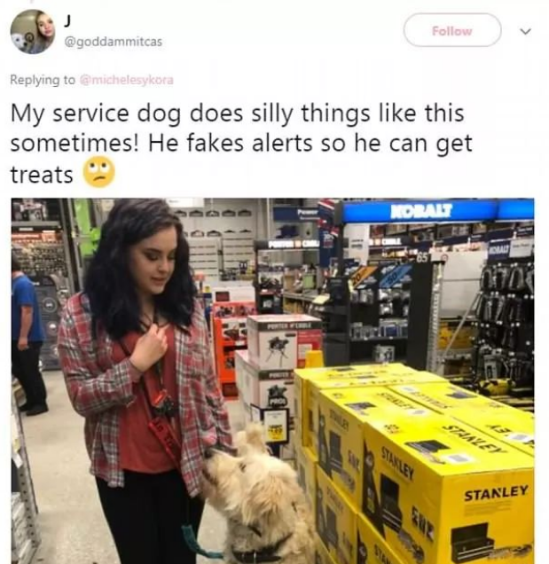 原来导盲犬也有小心机：把盲眼主人拐进了宠物店买零食...