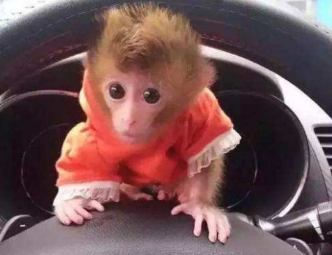 猴子活体售卖