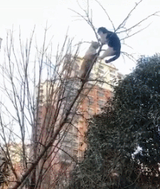 两只猫在树梢打的不可开交，路人看了干着急：大过年的别动手 