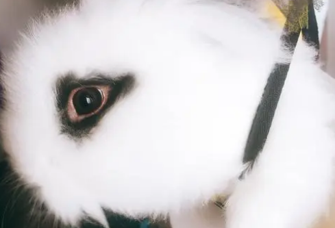 西施兔好养吗?散养的西施兔更聪明 西施兔好养吗?散养的西施兔更聪明