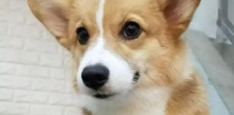 柯基犬之死丨“摔狗者”何兴丽:我和她,没有赢家 柯基犬之死丨“摔狗者”何兴丽:我和她,没有赢家
