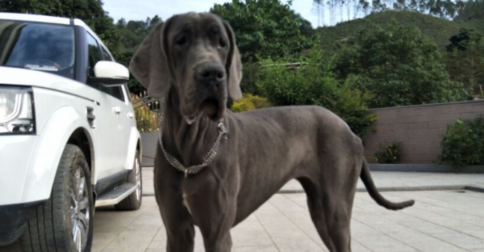 大丹犬怎么养 饲养简单但需要发费时间陪它 大丹犬怎么养 饲养简单但需要发费时间陪它