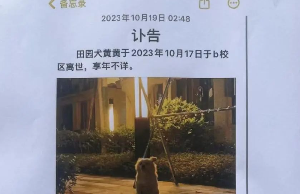 我为流浪狗发声!抵制大规模捕杀流浪狗! 我为流浪狗发声!抵制大规模捕杀流浪狗!