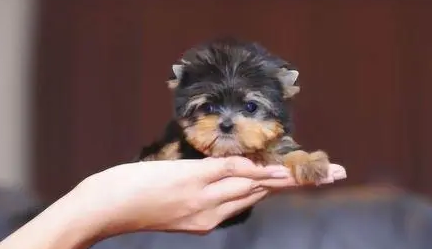 茶杯犬怎么培育出来的 茶杯犬怎么培育出来的