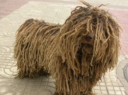 波利犬的性格 是个非常优秀的伴侣犬 波利犬的性格 是个非常优秀的伴侣犬